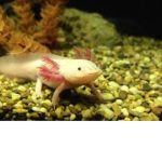 Axe the Axolotl