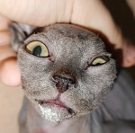 Teeny Tiny Catto