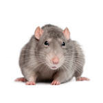 rat haven