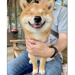 Neo Doge GC