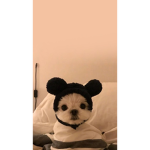 Dog cats and hamster fanns plz jojn