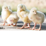 We Love Chicks Group Thumbnail