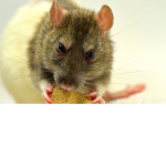 THE ROACHES of the mouse holes....