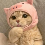 Kittyuhh c4t