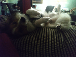 The V.I.P Animal Cute Squad