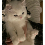 suki’