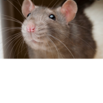 RAT RAT RAT RAT RAT THE RAT GROUP