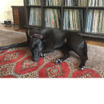 DUMB DOGS official group