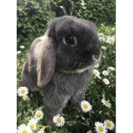 ##aesthetic bunnies*