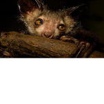 The aye ayes