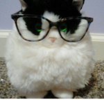 The Smart Kitties