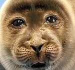 какешка