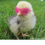 GangsterChickens