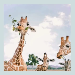 Giraffes Gang :D