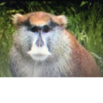 Themonkeysquad