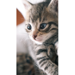 Group for Kittens and Dogs