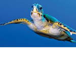 barry the turtle