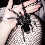 /spiderfied