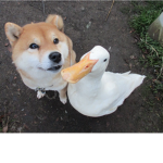 Duck and doges untied