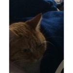 Lord cat