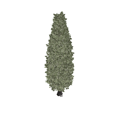 Tree 2