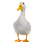 The king goose of beans