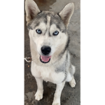 Cooldoge13456u group