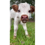 Moo moo cow fan