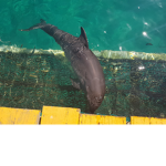 I love dolphins I hope you do too