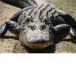 alligators rule
