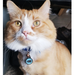 Cat and dog freinds