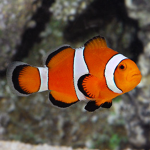 #FishyPowerNation