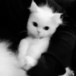 /xenofang