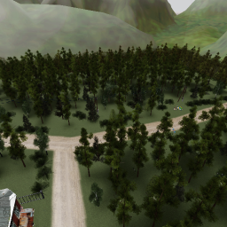 The forest