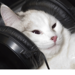 cats and cats and cats and cats and cats and cats