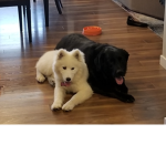 Wolf's Weird Friends