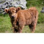 Brown Fluffy cow standing on green grass fanclub