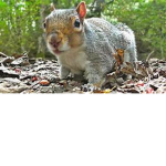 squirrel dude's hangout