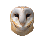 Barn owl head