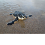 iLike TURTLES