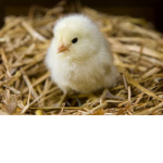 The little chicks!