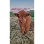 Zwaggy cows<3