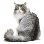 Warrior Cats Forest