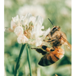 ~Beatrix's bees~