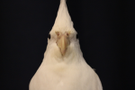 anaatir016