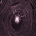 Webs!