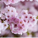 Hope's flowers