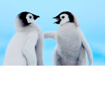 penguin army yasss