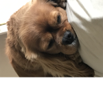 Juju roles