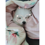 꿀꿀리